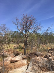 Brachychiton viscidulus