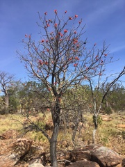 Brachychiton viscidulus