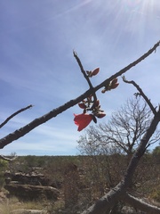 Brachychiton viscidulus