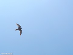 Falco tinnunculus dacotiae