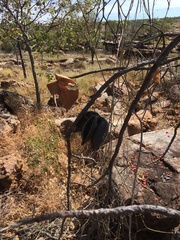 Brachychiton viscidulus