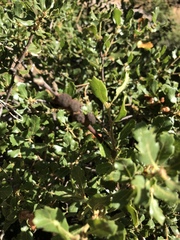 Disholcaspis prehensa