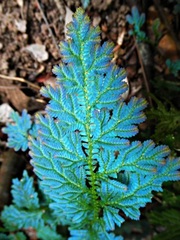 Selaginella willdenowii