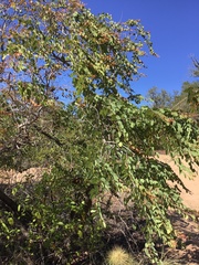 Lysiphyllum cunninghamii