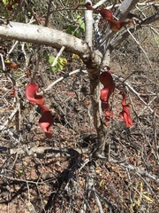 Lysiphyllum cunninghamii