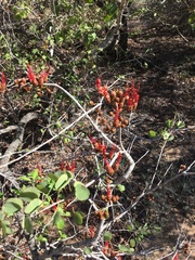 Lysiphyllum cunninghamii