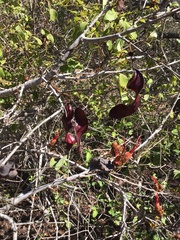 Lysiphyllum cunninghamii