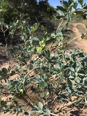 Crotalaria cunninghamii
