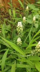 Drimiopsis