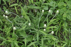 Drimiopsis
