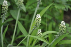 Drimiopsis