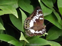 Euthalia adonia pinwilli