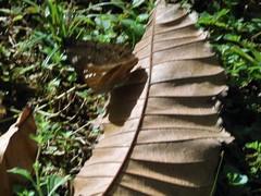 Euthalia aconthea gurda