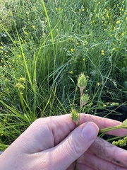 Carex tetrastachya