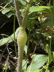 Chaerophyllum nodosum