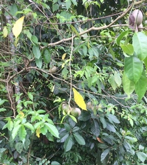 Tabernaemontana donnell-smithii