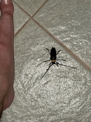 Nemophas batoceroides