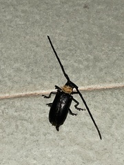 Nemophas batoceroides