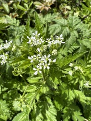 Chaerophyllum nodosum