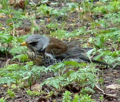 Turdus pilaris