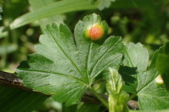 Cronartium ribicola