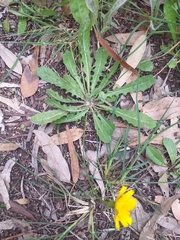 Leontodon longirostris