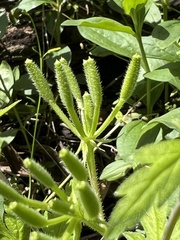 Chaerophyllum nodosum