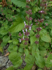 Stachys rigida