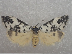 Thallarcha eremicola