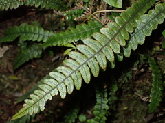 Blechnum membranaceum
