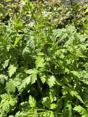 Chaerophyllum nodosum
