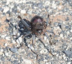 Acanthoplus discoidalis