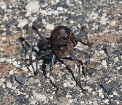 Acanthoplus discoidalis