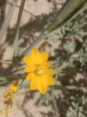 Hypecoum procumbens