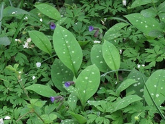 Pulmonaria stiriaca