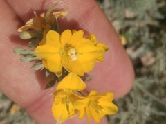 Hypecoum procumbens