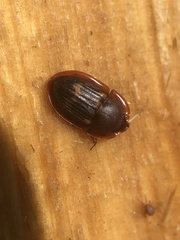 Amphotis marginata
