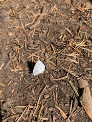 Celastrina echo echo