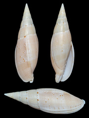 Nebularia nivea