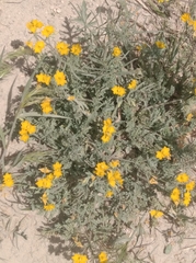 Hypecoum procumbens