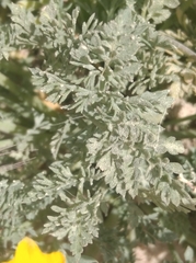 Hypecoum procumbens