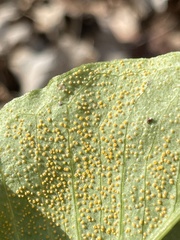 Uromyces ari-triphylli