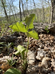 Uromyces ari-triphylli