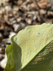 Uromyces ari-triphylli