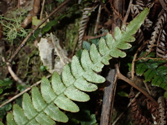 Blechnum membranaceum