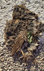 Zonotrichia albicollis