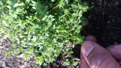 Galium californicum