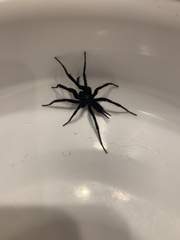 Linothele longicauda