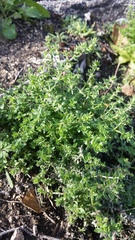 Galium californicum