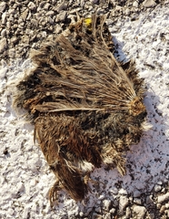 Zonotrichia albicollis